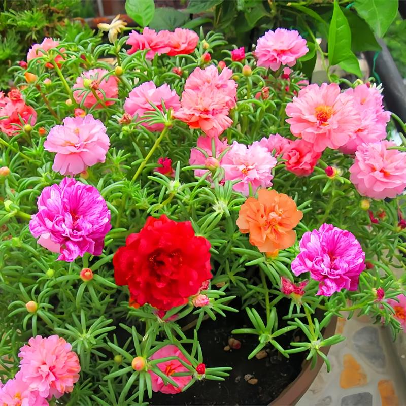 TikTok U.S. Garden Supplies: Unveiling the Fast-Growing Stars